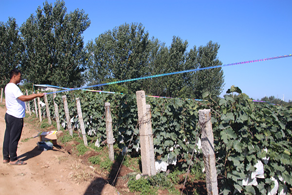 果园驱鸟彩带厂家